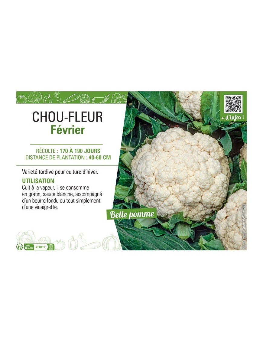 CHOU-FLEUR FEVRIER