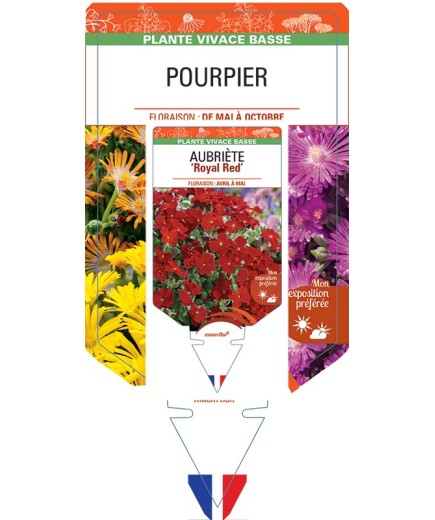 DELOSPERMA (varié) voir Pourpier