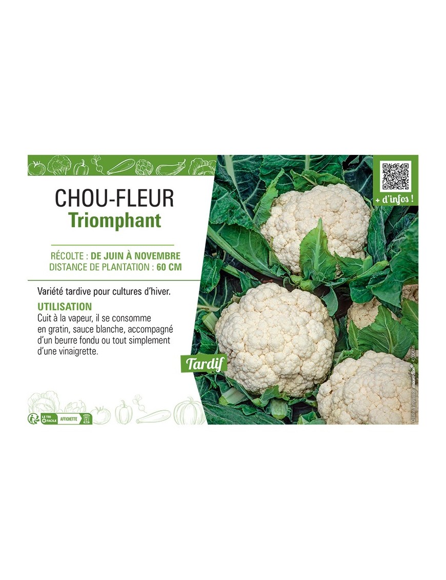 CHOU-FLEUR TRIOMPHANT