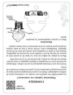 ELAEAGNUS X EBBINGEI à feuillage argenté