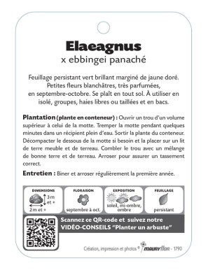 ELAEAGNUS X EBBINGEI à feuillage panaché
