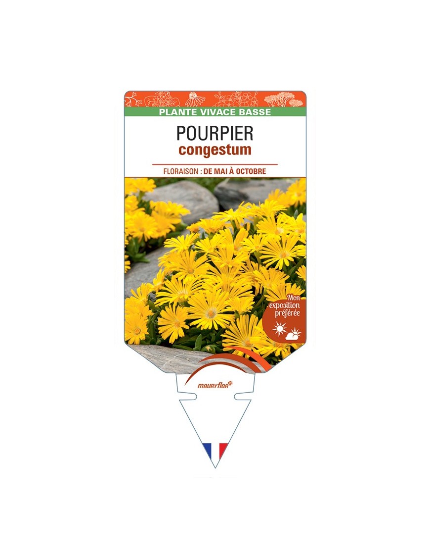 DELOSPERMA congestum voir Pourpier