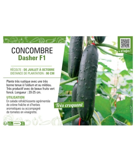 CONCOMBRE DASHER F1