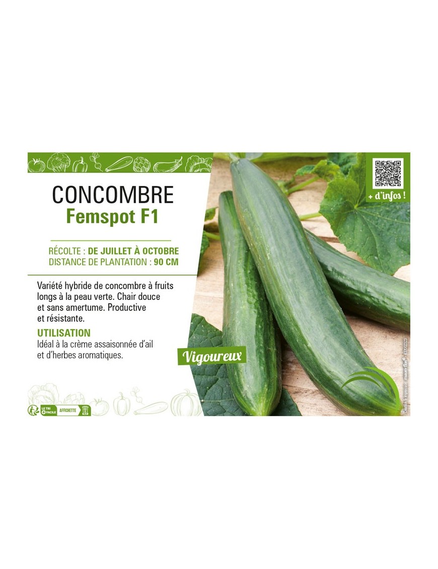 CONCOMBRE FEMSPOT F1