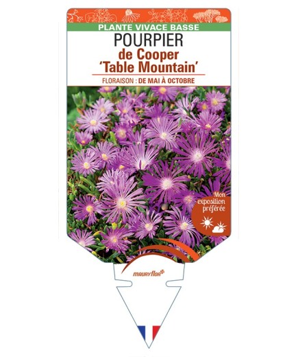 DELOSPERMA cooperi Table Mountain voir Pourpier de Cooper