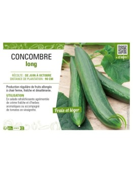CONCOMBRE LONG