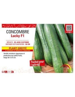 CONCOMBRE LUCKY F1 Plant greffé