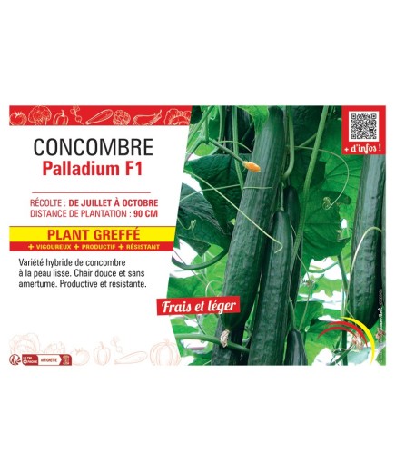 CONCOMBRE PALLADIUM F1 Plant greffé