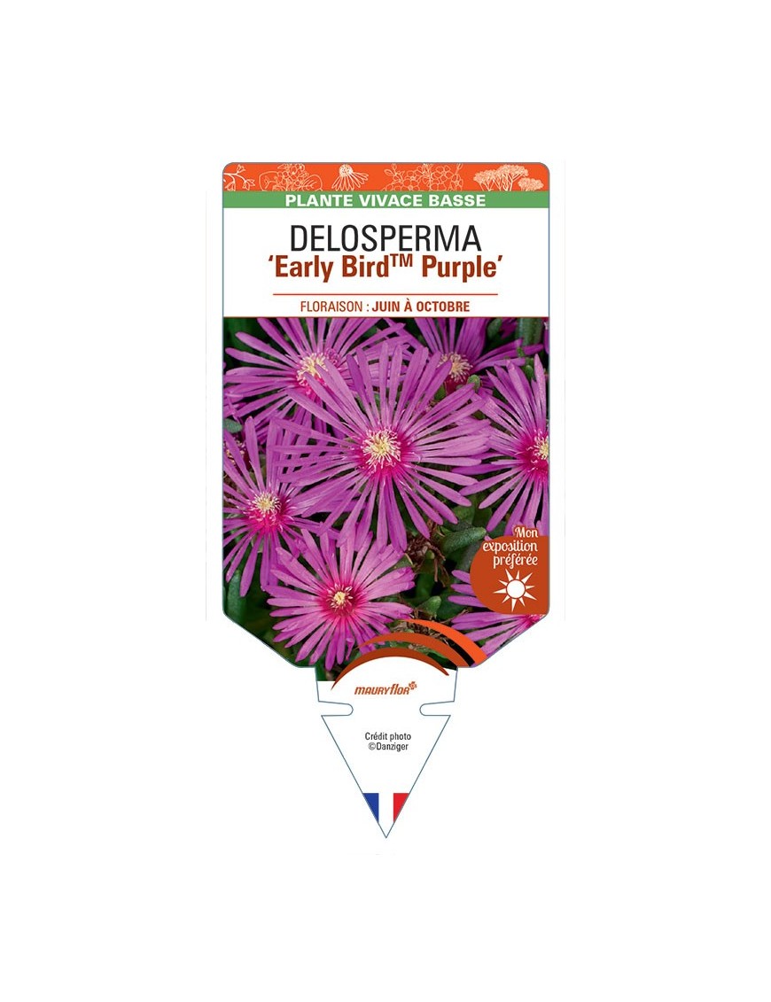 DELOSPERMA Early BirdTM Purple