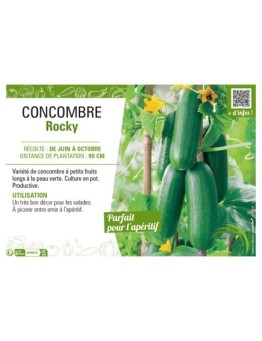 CONCOMBRE ROCKY