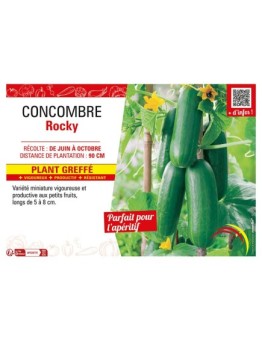 CONCOMBRE ROCKY Plant greffé