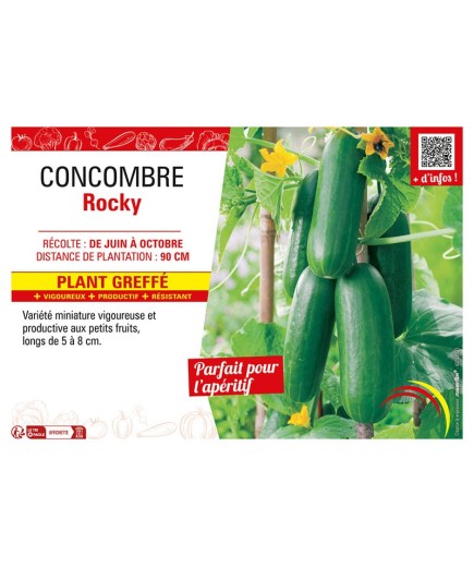 CONCOMBRE ROCKY Plant greffé