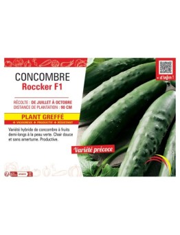 CONCOMBRE ROCCKER F1 Plant greffé