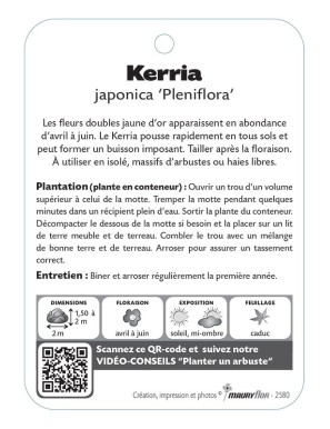 KERRIA JAPONICA 'PENIFLORA' voir Corête du Japon
