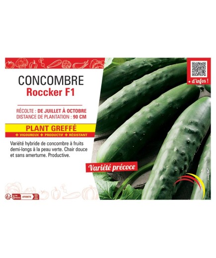 CONCOMBRE ROCCKER F1 Plant greffé