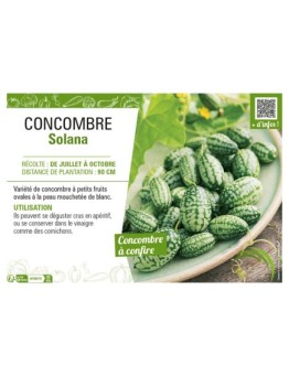 CONCOMBRE SOLANA