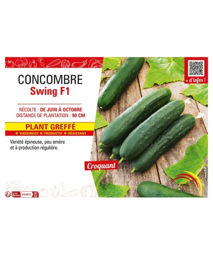 CONCOMBRE SWING F1 Plant greffé