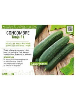 CONCOMBRE TANJA F1