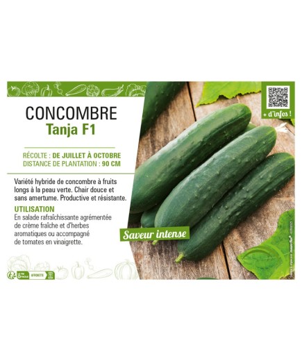 CONCOMBRE TANJA F1