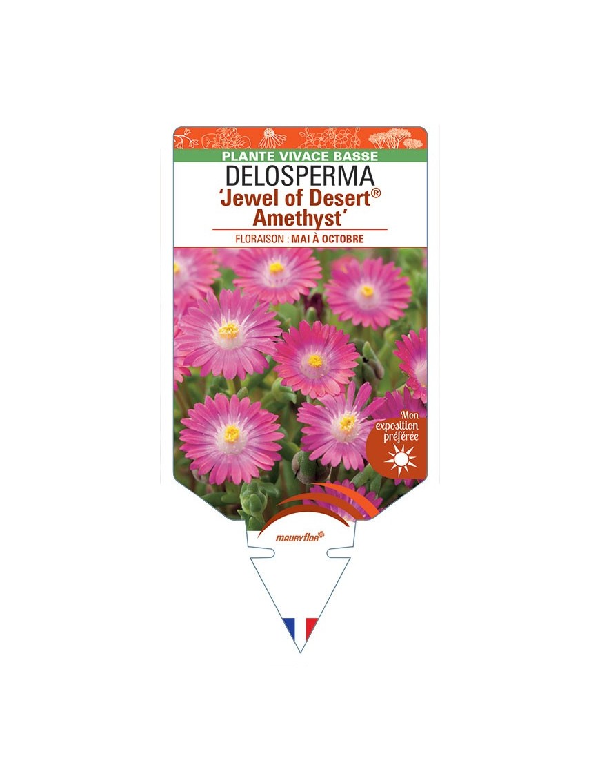 DELOSPERMA Jewel of Desert® Candystone