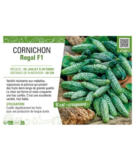 CORNICHON REGAL F1