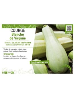 COURGE BLANCHE DE VIRGINIE