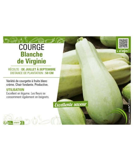 COURGE BLANCHE DE VIRGINIE
