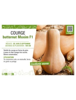 COURGE BUTTERNUT MAXIM F1