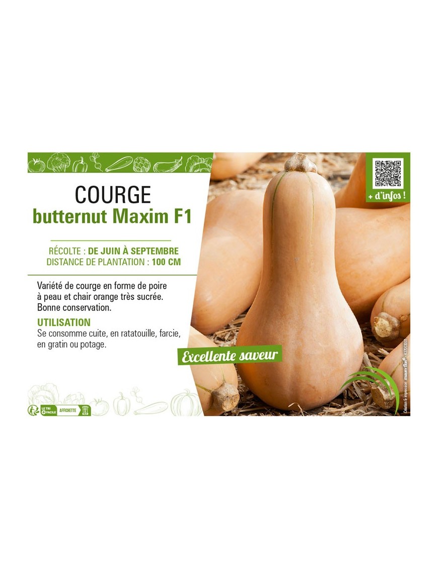 COURGE BUTTERNUT MAXIM F1