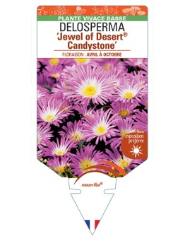 DELOSPERMA Jewel of Desert® Amethyst