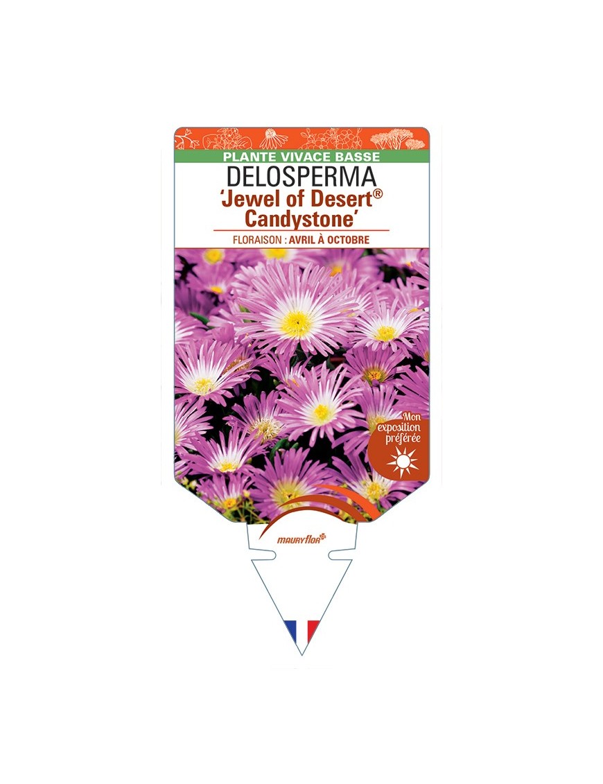 DELOSPERMA Jewel of Desert® Amethyst