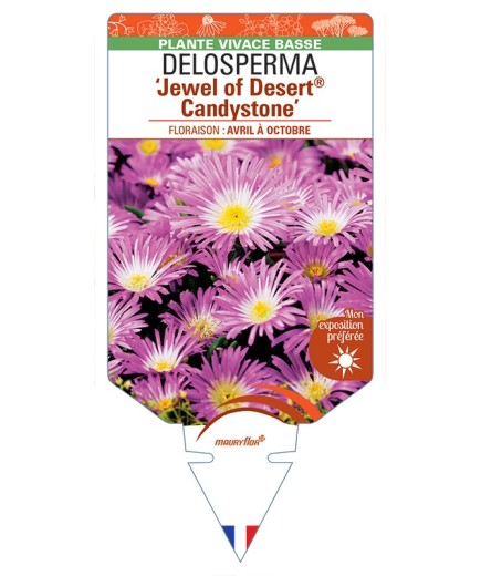 DELOSPERMA Jewel of Desert® Amethyst