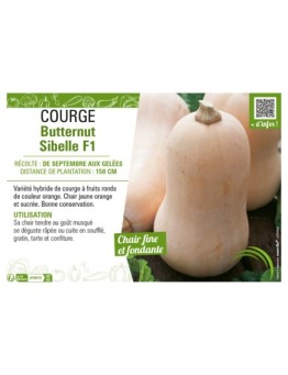 COURGE BUTTERNUT SIBELLE F1