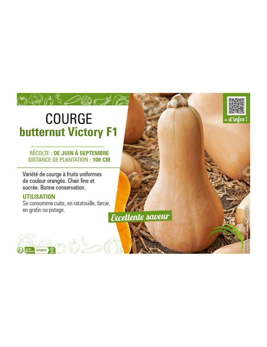 COURGE BUTTERNUT VICTORY F1