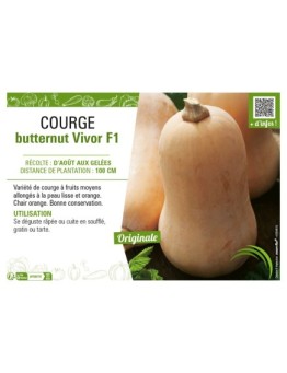 COURGE BUTTERNUT VIVOR F1