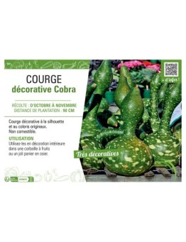 Courge décorative Cobra