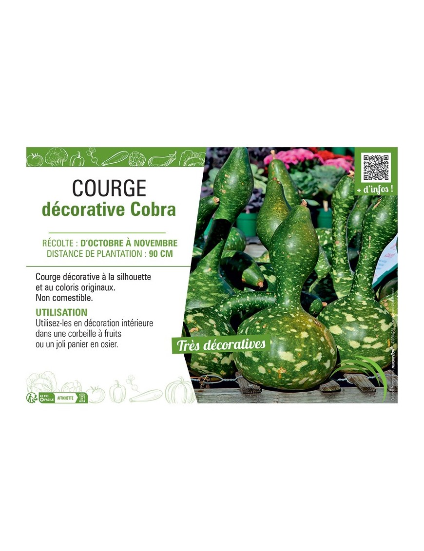 Courge décorative Cobra