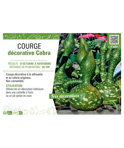 Courge décorative Cobra