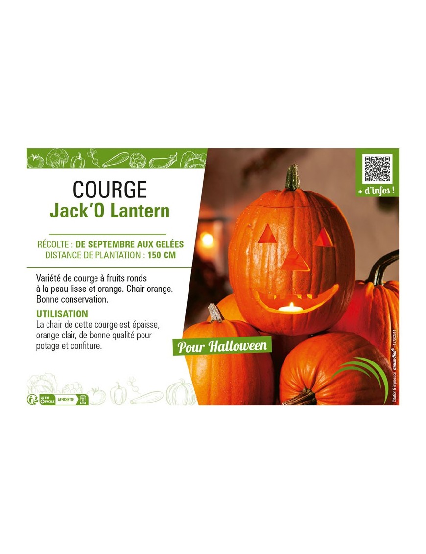 COURGE JACK'O LANTERN