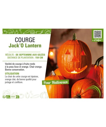 COURGE JACK'O LANTERN