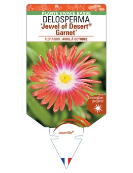 DELOSPERMA Jewel of Desert® Garnet