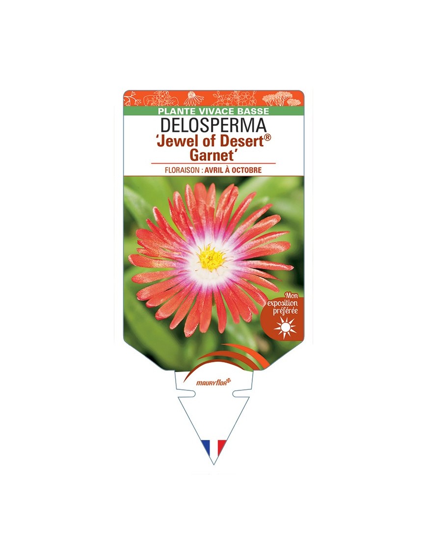 DELOSPERMA Jewel of Desert® Garnet