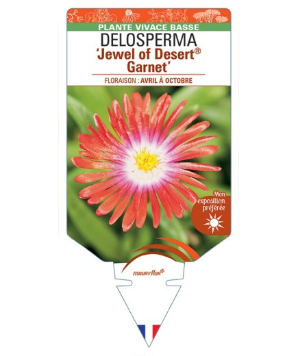 DELOSPERMA Jewel of Desert® Garnet