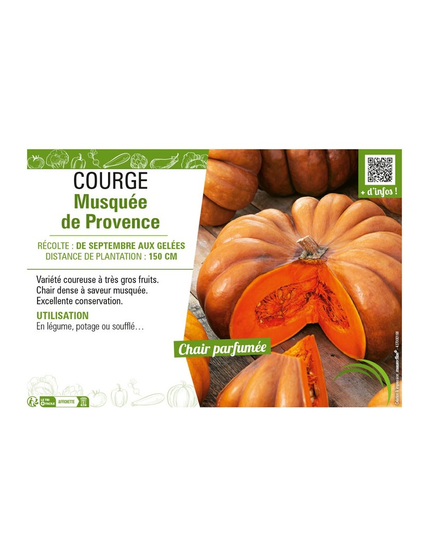 COURGE MUSQUÉE DE PROVENCE