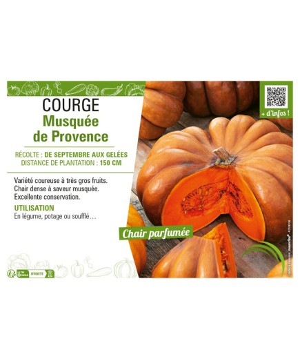 COURGE MUSQUÉE DE PROVENCE