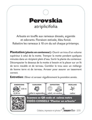 PEROVSKIA ATRIPLICIFOLIA