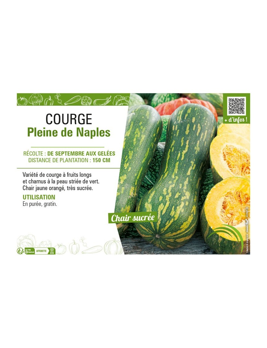 COURGE PLEINE DE NAPLES