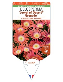 DELOSPERMA Jewel of Desert® Grenade