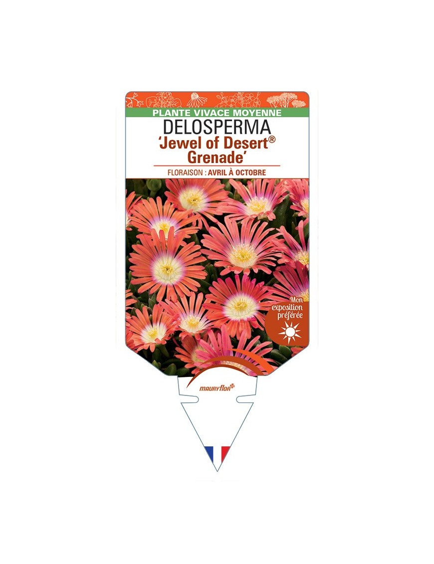 DELOSPERMA Jewel of Desert® Grenade