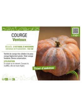 COURGE VENTOUX